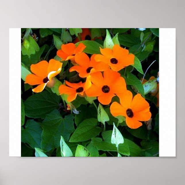 Póster Black Eyed Susan (Frente)