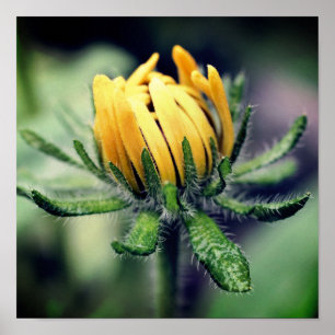 Poster Black Eyed Susan Awakening