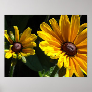Póster Black Eyed Susan Daisies