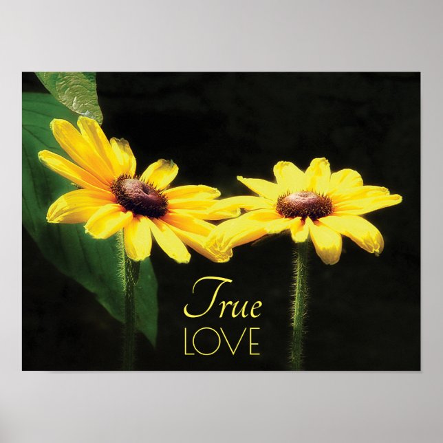 Poster Black Eyed Susan True Love Fine Art (Frente)
