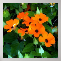 Black Eyes Susan