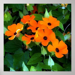 Póster Black Eyes Susan