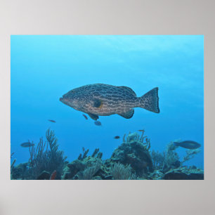 Poster Black Grouper em Roatan