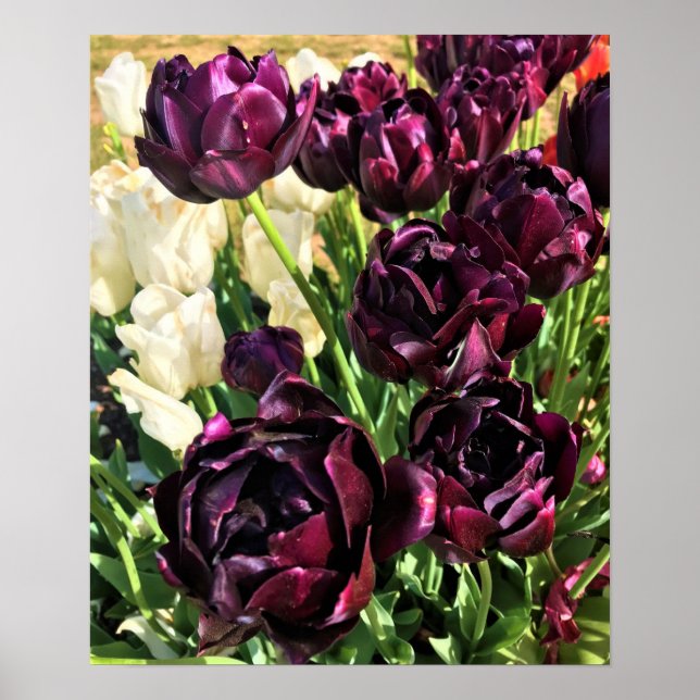 Poster Black Hero Tulips, Oregon (Frente)