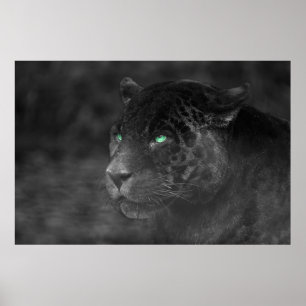 Poster Black Jaguars Emerald Gaze