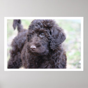 Poster Black Labradoodle