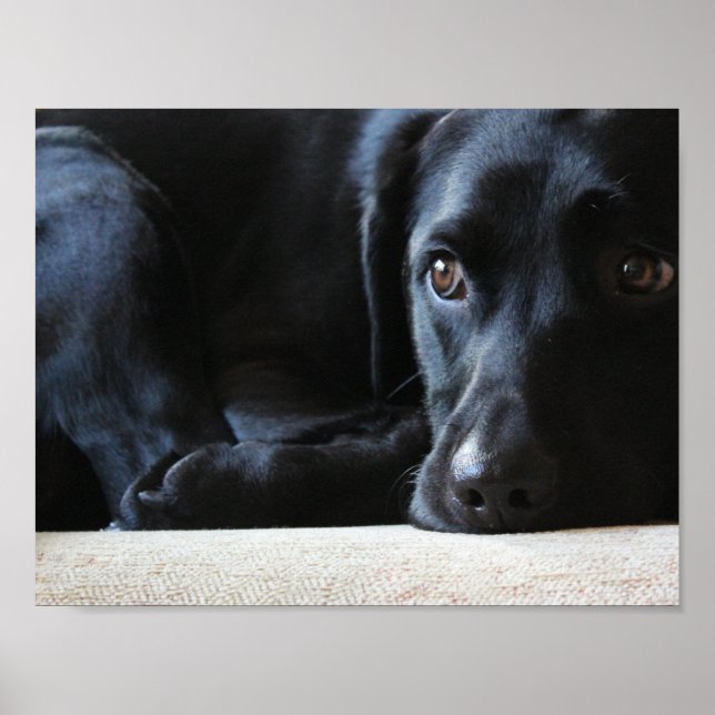Póster Black Labrador (Frente)