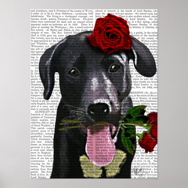 Póster Black Labrador com Rosas (Frente)