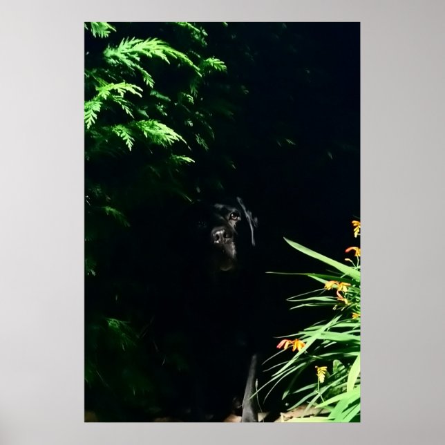 Poster Black Labrador esconde-se. (Frente)