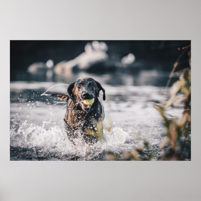 Poster Black Labrador Joga Busca Na Água (Frente)