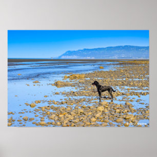 Poster Black Labrador na praia