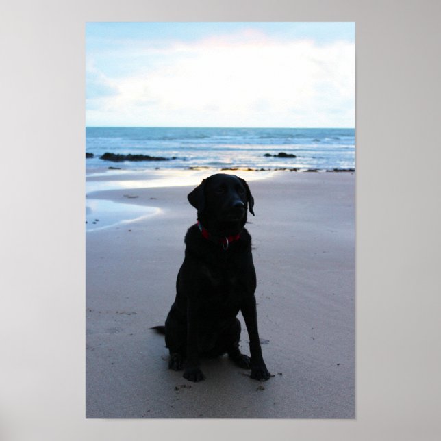 Póster Black Labrador na praia (Frente)