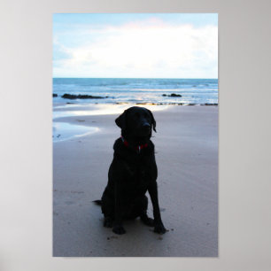 Póster Black Labrador on a beach
