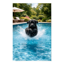 black Labrador  Puppy Plunge 