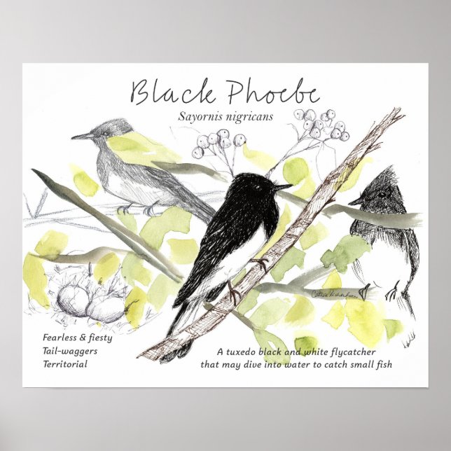 Poster Black Phoebe Bird Tuxedo Black Tree Drawing  (Frente)