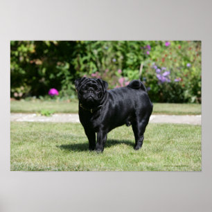 Poster Black Pug em pé olhando para a câmera