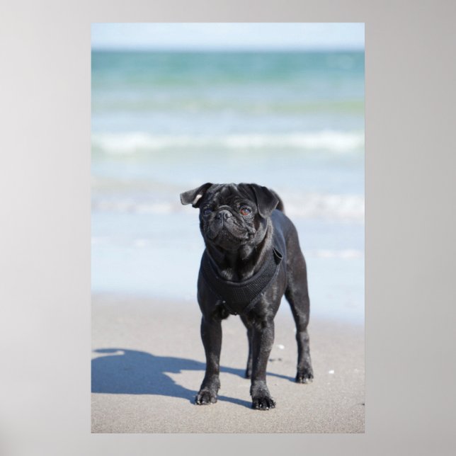 Poster Black Pug Na Praia (Frente)