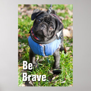 Poster Black Pug Puppy Wearing A Jacket