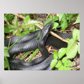 Poster Black Racer Sunning