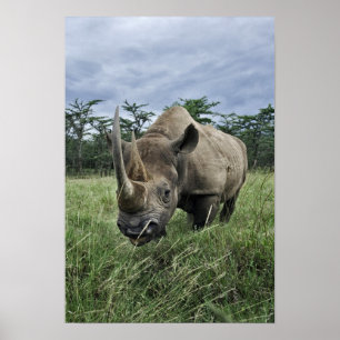 Póster Black Rhinoceros, Diceros bicornis, Kenya