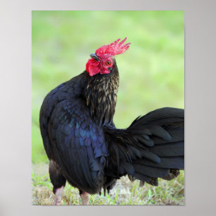 Póster Black Rooster