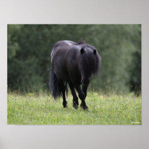 Poster Black Shetland Pony Stallion Walking