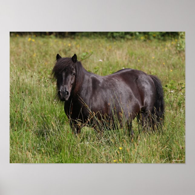 Poster Black Shetland Stallion Em Pé (Frente)