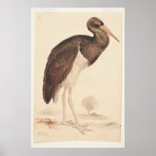 Poster Black Stork (Ciconia nigra) 1835, Lear, Edward,