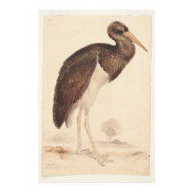 Black Stork (Ciconia nigra) 1835, Lear, Edward,