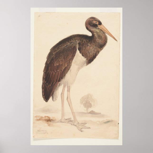 Poster Black Stork (Ciconia nigra) 1835, Lear, Edward, (Frente)