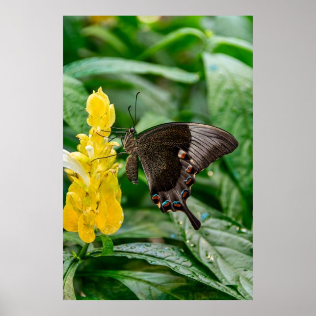 Poster Black Swallowtail Butterfly on flower (Frente)