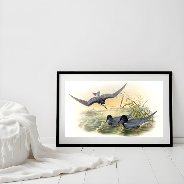 Poster Black Tern (Criador carregado)