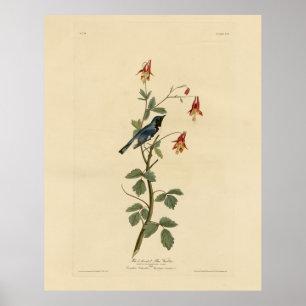 Poster Black-throated Blue Warbler, Audubon Birds America