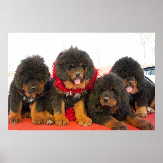 Póster Black Tibetan Mastiff (Frente)