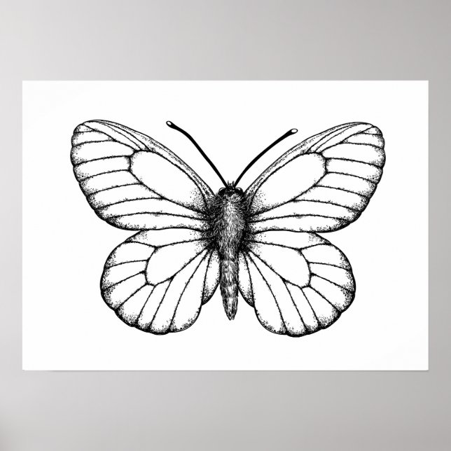Poster Black-veined white butterfly (Frente)