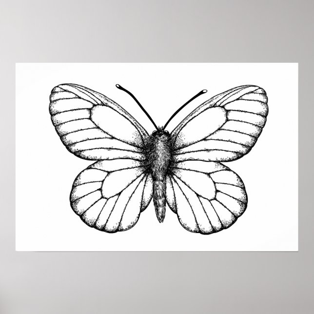 Poster Black-veined white butterfly (Frente)