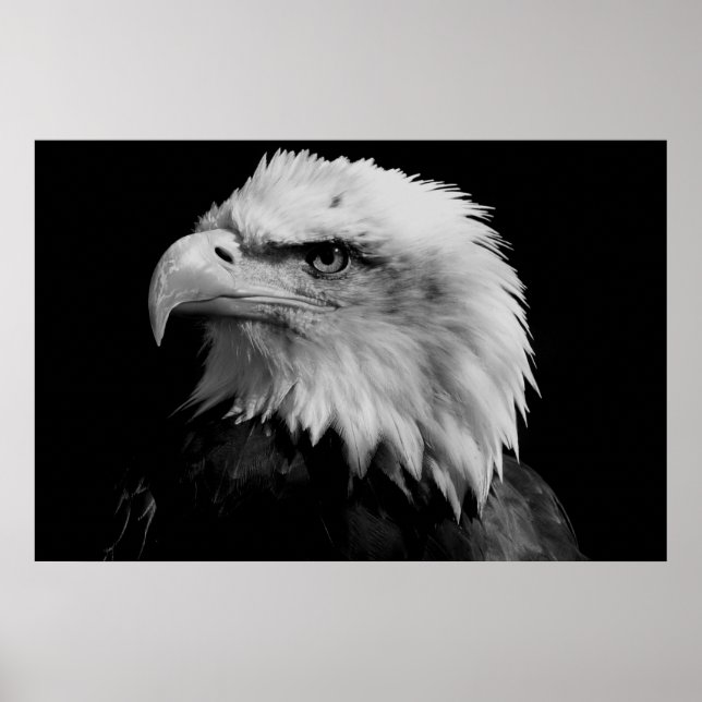 Poster Black & White American Bald Eagl (Frente)