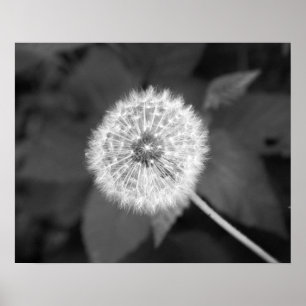 Poster Black & White Dandelion in Front of Leaves 16x20