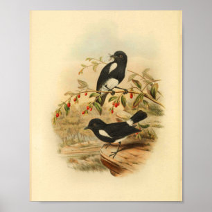 Poster Black White Flycatcher Bird Vintage 1884 Print