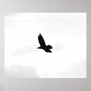 Poster Black & White Flying Black Raven 16x20