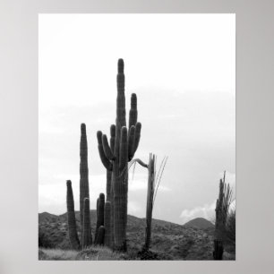 Poster Black & White Group of Saguaro Cactus on Hill 16x2