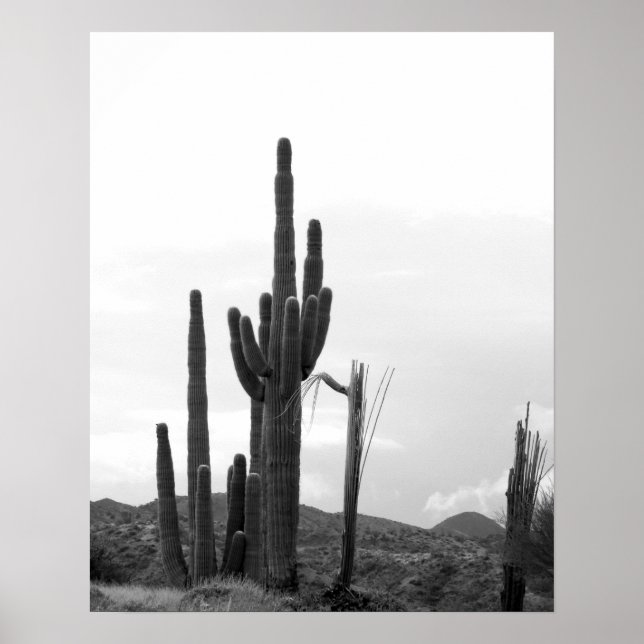 Poster Black & White Group of Saguaro Cactus on Hill 16x2 (Frente)