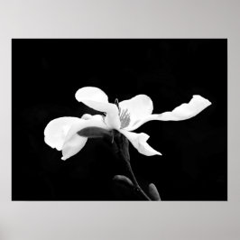 Poster Black & White Magnolia Bloom