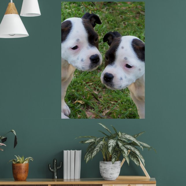 Poster Black White Staffordshire Bull Terrier Puppies, (Sala de Estar 1)