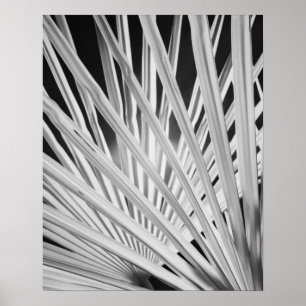 Poster Black & White view of palm tree fronds