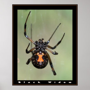 Póster Black Widow