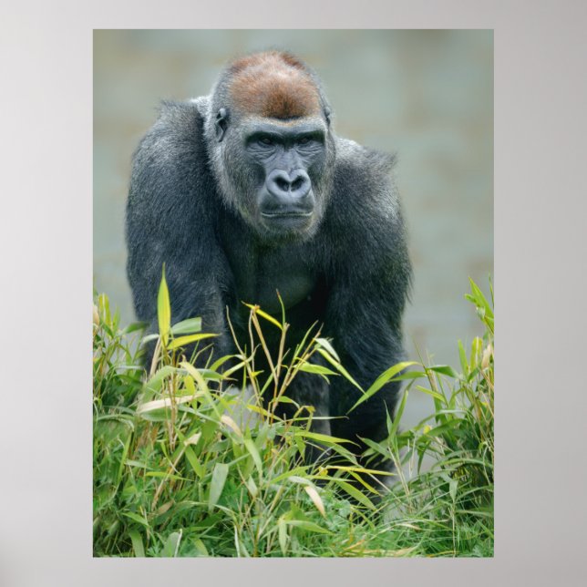Poster Blackback Gorilla Lope (Frente)