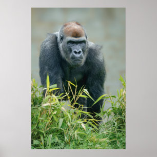 Poster Blackback Gorilla Lope