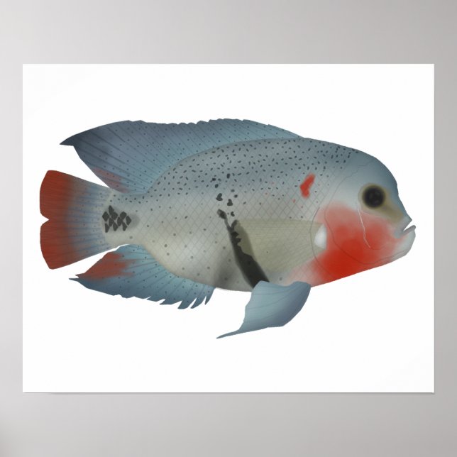 Poster Blackbelt Cichlid (Frente)