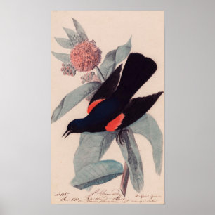 Póster Blackbird com asa vermelha por John James Audubon